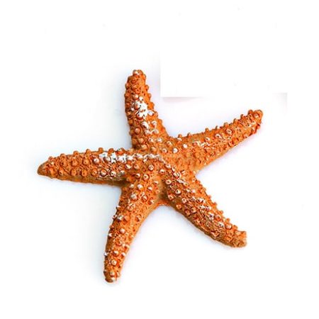 ΜΠΟΜΠΟΝΙΕΡΑ ΑΣΤΕΡΙΑΣ Φ7