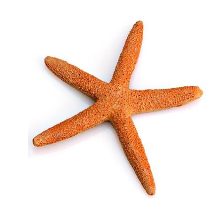 ΜΠΟΜΠΟΝΙΕΡΑ ΑΣΤΕΡΙΑΣ Φ9